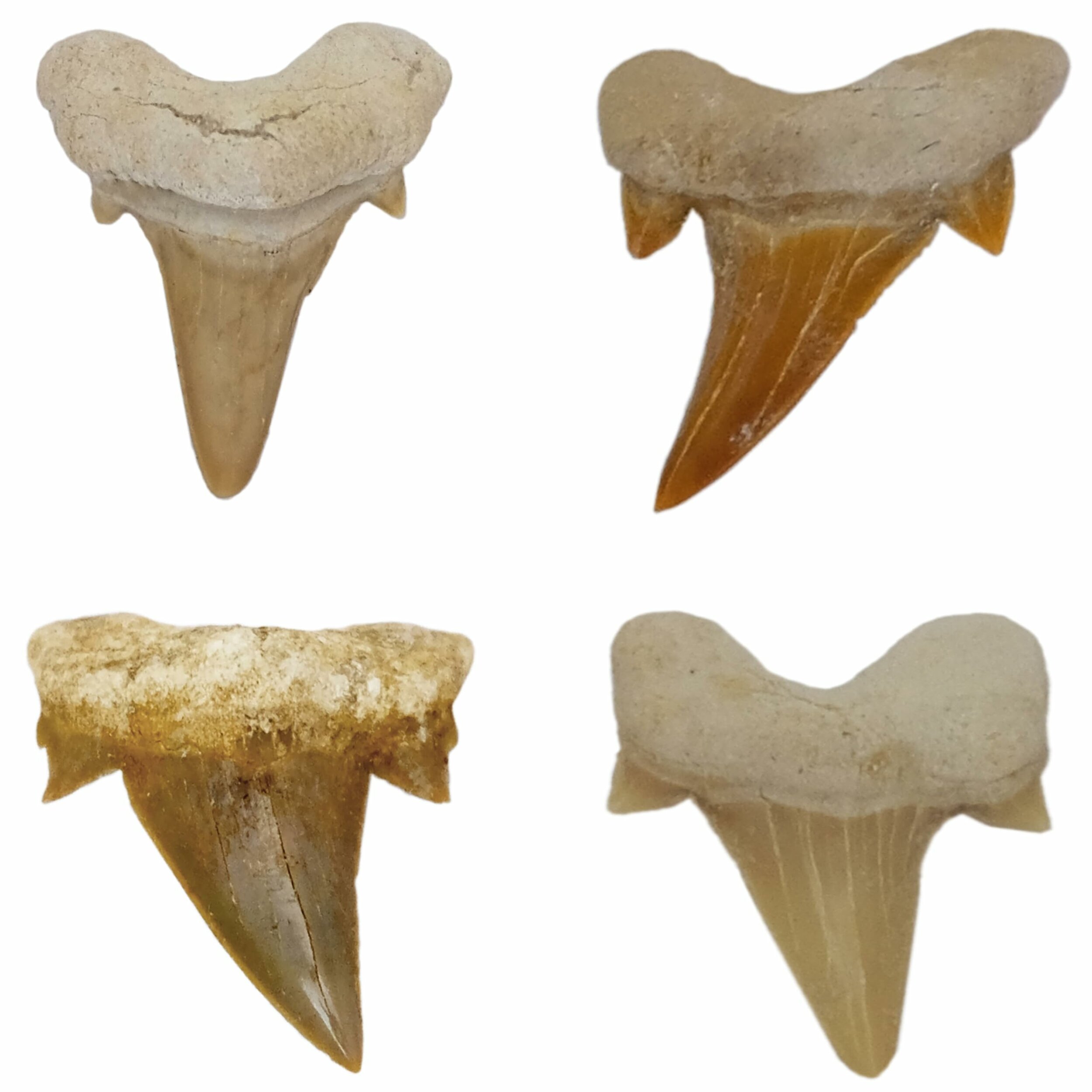 Dente di squalo fossile, dettaglio