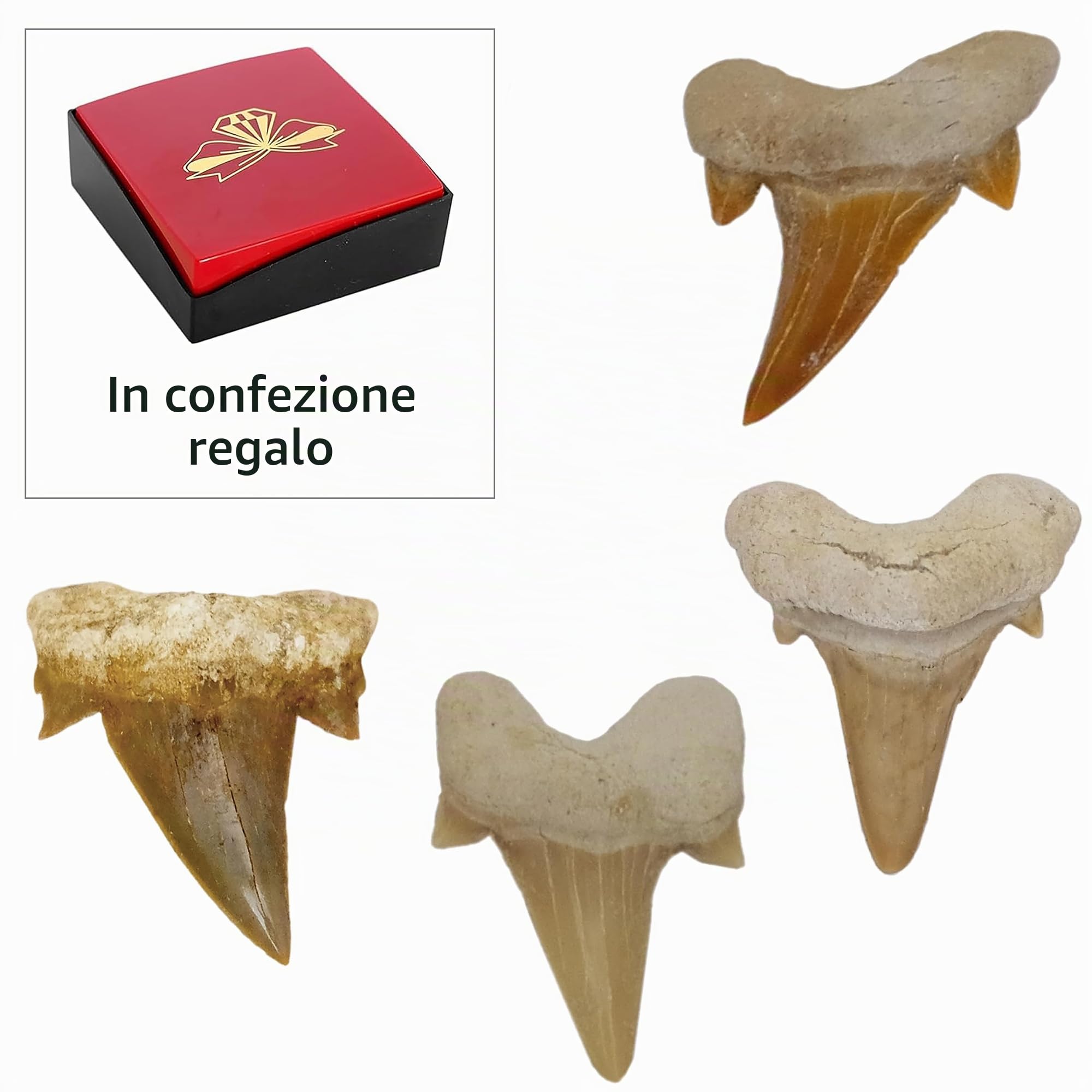 Set di denti di squalo fossili, altra vista