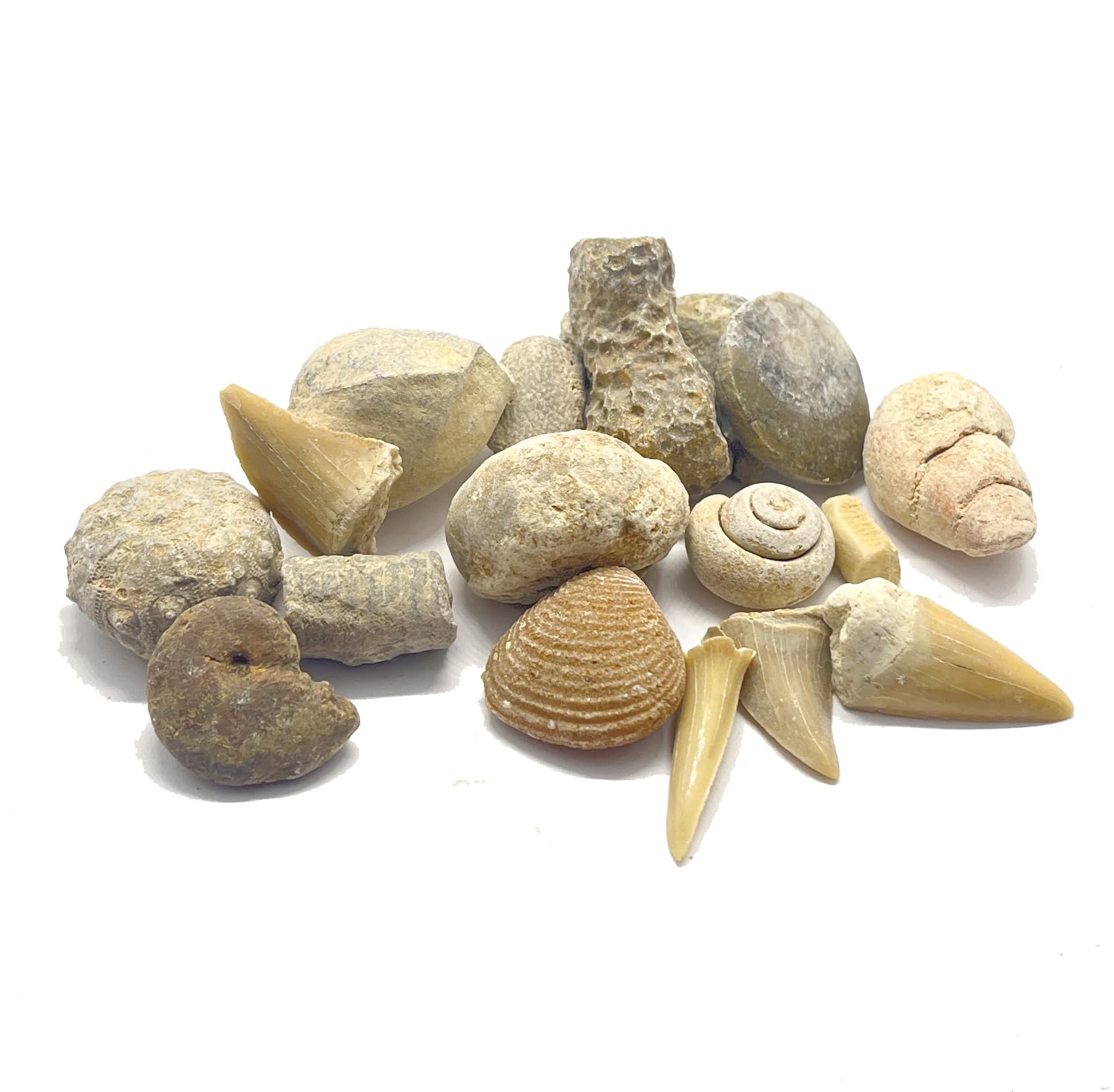 Denti di squalo e ammoniti della collezione, dettaglio