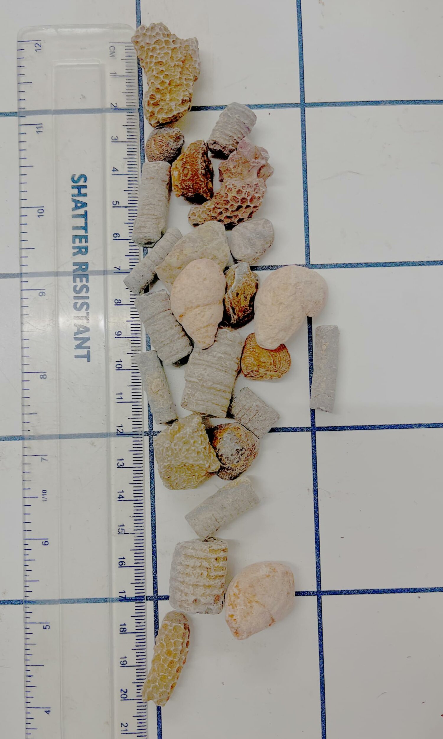 Scheda illustrata dei fossili Jurassic Jacks, dettaglio