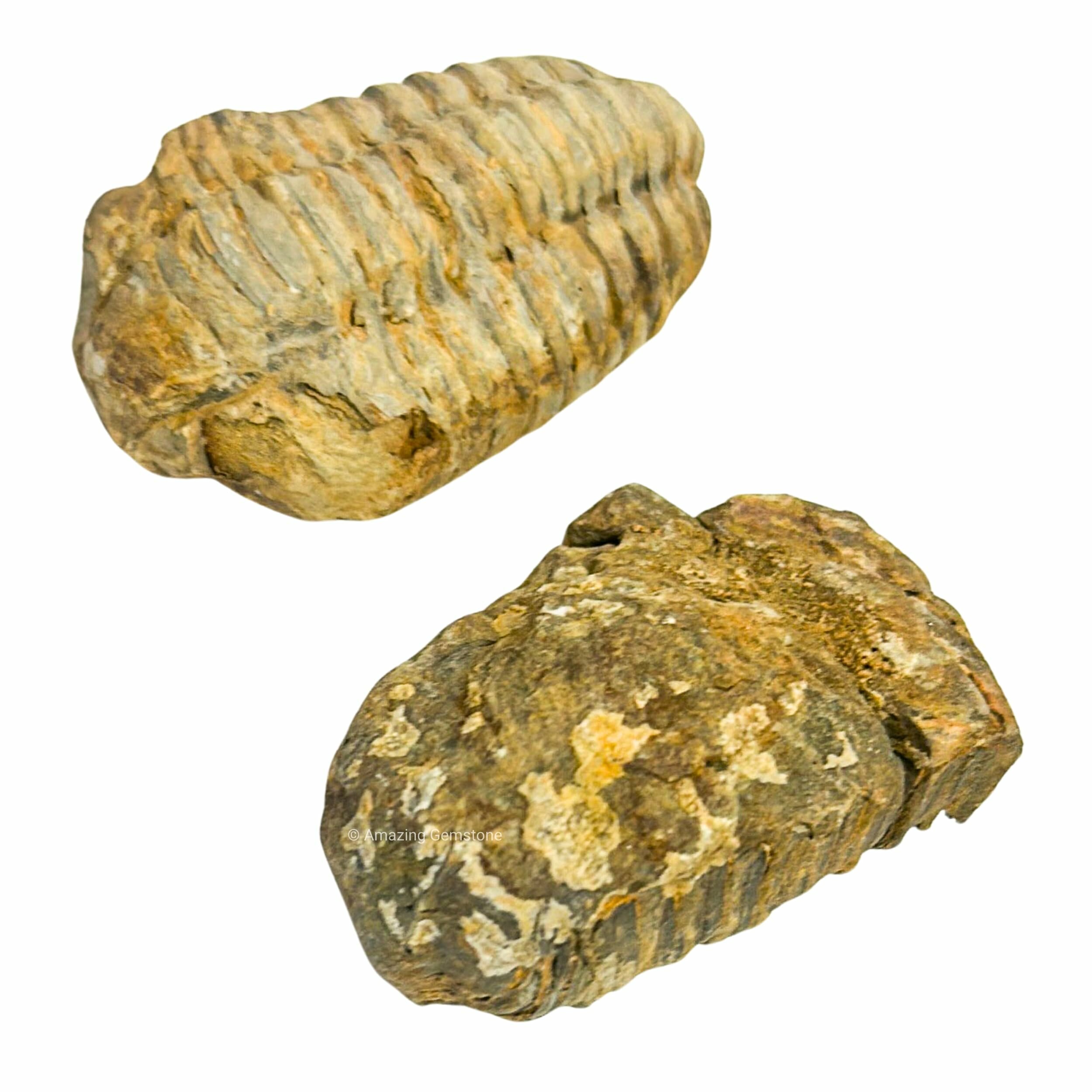 Trilobite fossile visto di lato, altra vista