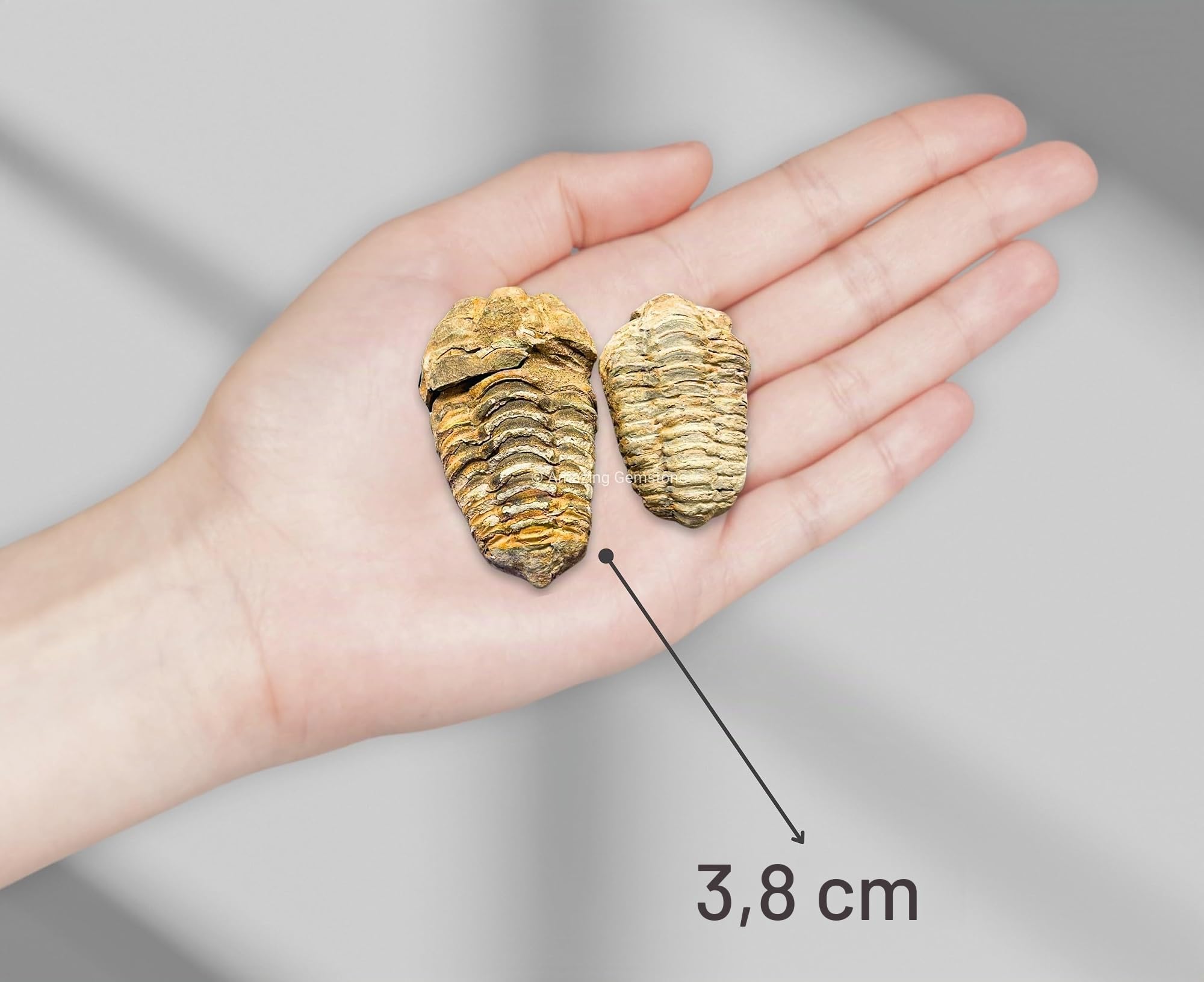 Trilobite fossile tenuto in mano, altra vista