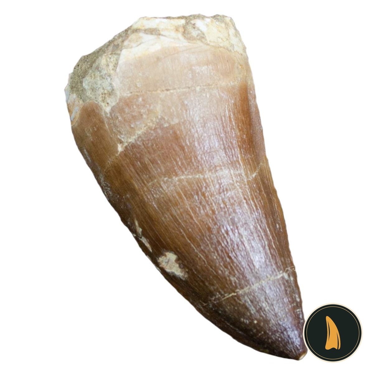 Dente fossile di mosasauro con etichetta in stile museo