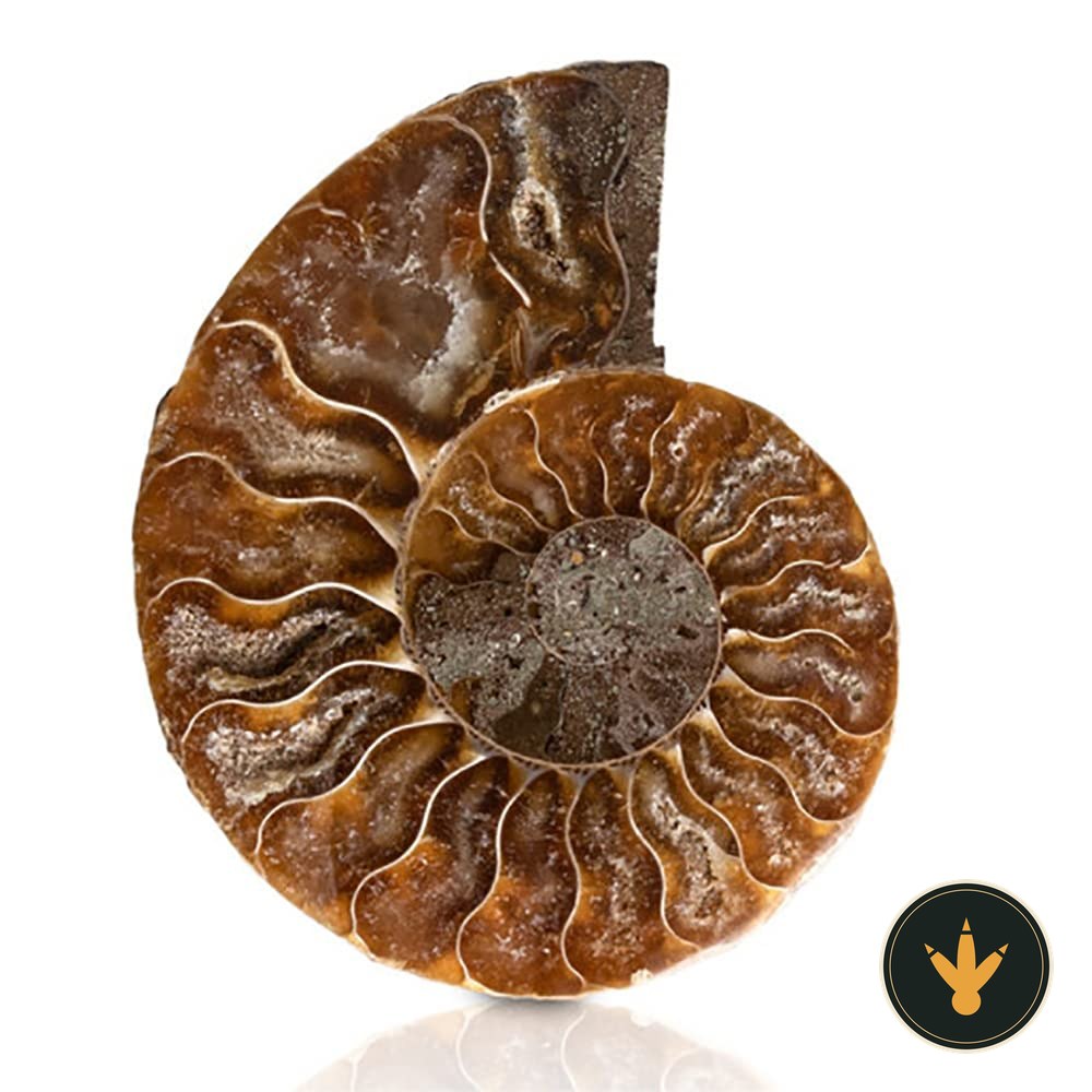 Ammonite fossile ANCLLO con spirale ben visibile