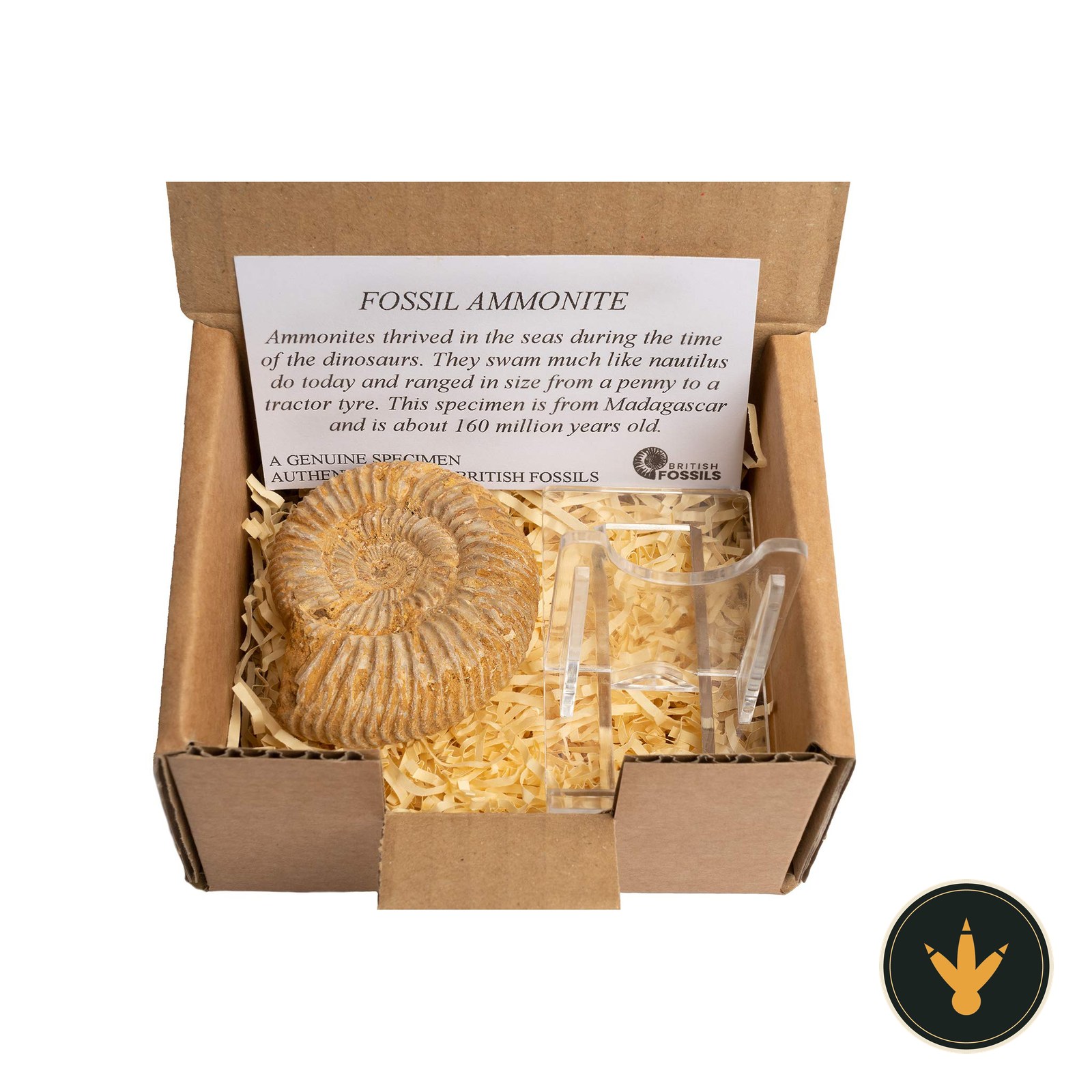 Ammonite fossile British Fossils su supporto nella scatola regalo