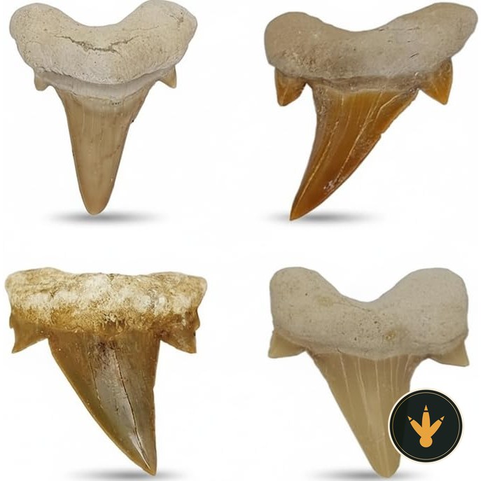 Quattro denti di squalo fossili Kaltner Präsente