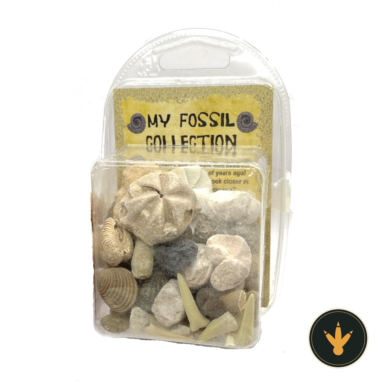 Collezione di fossili Jurassic Jacks con lente dingrandimento