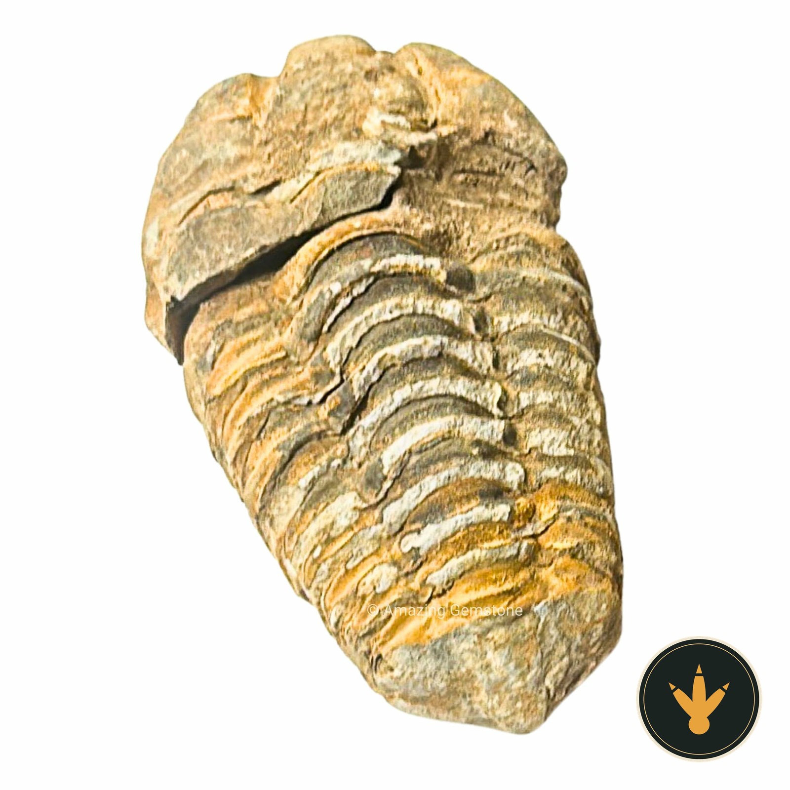 Trilobite fossile del Marocco lungo circa 3,8 cm