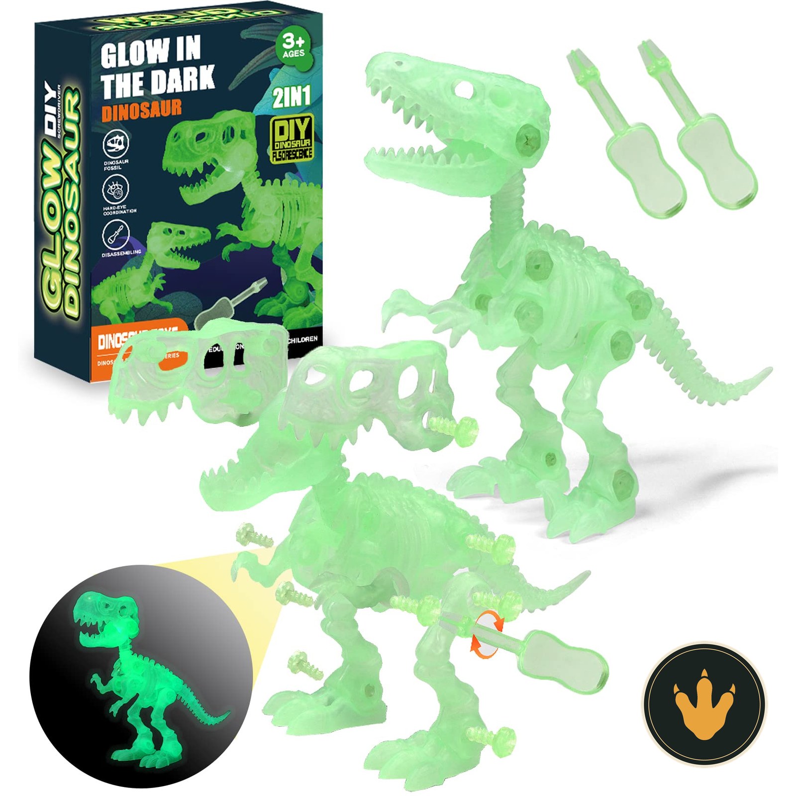Scheletri luminosi di T-Rex e raptor STAY GENT con cacciaviti