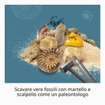 Ammonite e altri fossili estratti dal blocco, dettaglio