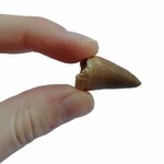 Dente di mosasauro fossile, dettaglio della punta