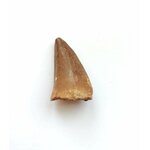 Dente di mosasauro tenuto in mano, altra vista