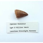 Etichetta identificativa del dente di mosasauro, dettaglio