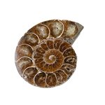 Dettaglio delle linee della conchiglia dellammonite