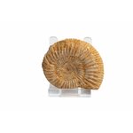 Ammonite del Madagascar, dettaglio della spirale