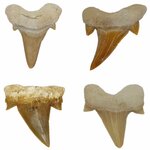 Dente di squalo fossile, dettaglio