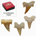 Set di denti di squalo fossili, altra vista