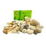Fossili Jurassic Jacks sparsi sul tavolo, altra vista