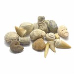 Denti di squalo e ammoniti della collezione, dettaglio
