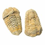 Trilobite fossile, dettaglio dei tre lobi