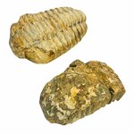 Trilobite fossile visto di lato, altra vista