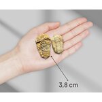 Trilobite fossile tenuto in mano, altra vista