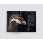 Dinosauri. Profili da un mondo perduto, tavola illustrata