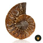 Ammonite fossile ANCLLO con spirale ben visibile
