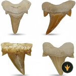 Quattro denti di squalo fossili Kaltner Präsente