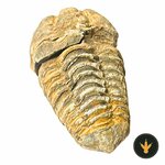 Trilobite fossile del Marocco lungo circa 3,8 cm