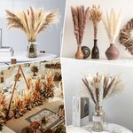 Pampasgras Getrocknet - Natürliche Trockenblumen, Braun、Weiß Pampasgras Flauschige Wedel, Lagurus und Schilfblume Trockenbl 6