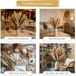 Pampasgras Deko Trocken 44cm hoch - schöner Pampasstrauß Stockholm (80 Teile) 7