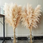 Zwei Bündel lange, flauschige Pampaswedel in Beige in Glasvasen vor einer hellen Wand