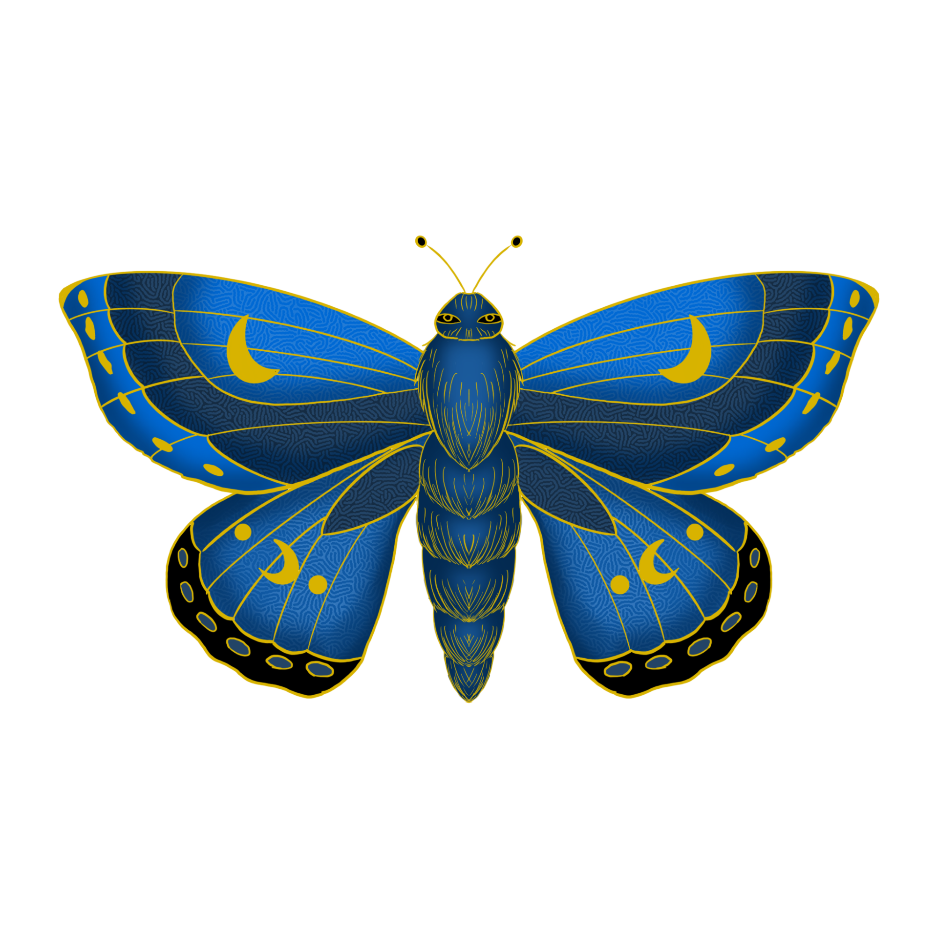 Papillon de nuit
