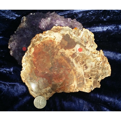 bois fossile gm