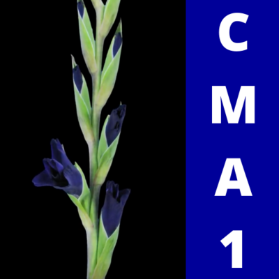 CMA1 - Se manager pour manager les autres