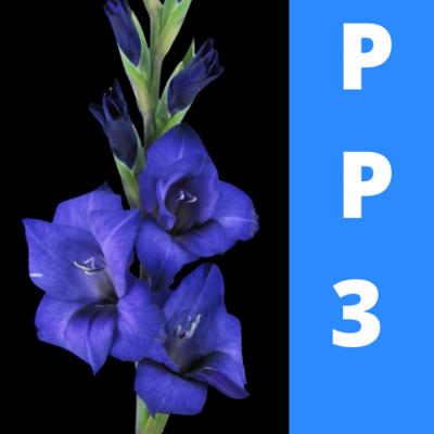 PP3 - Manager au Présent