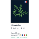 DECOR SYLVIA PETILLANT