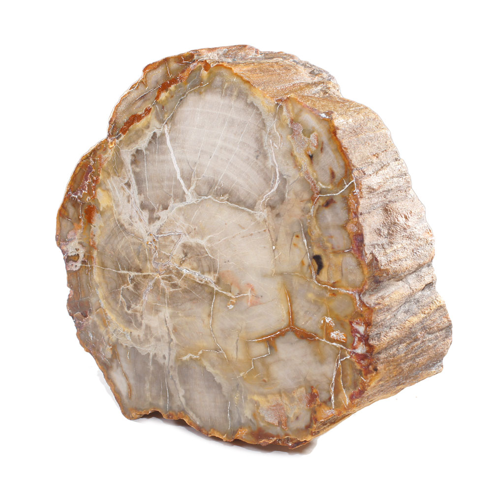 Pièce-Unique-en-Bois-Fossile-de-590g---1-Face-Polie-_-Origine-Madagascar-2