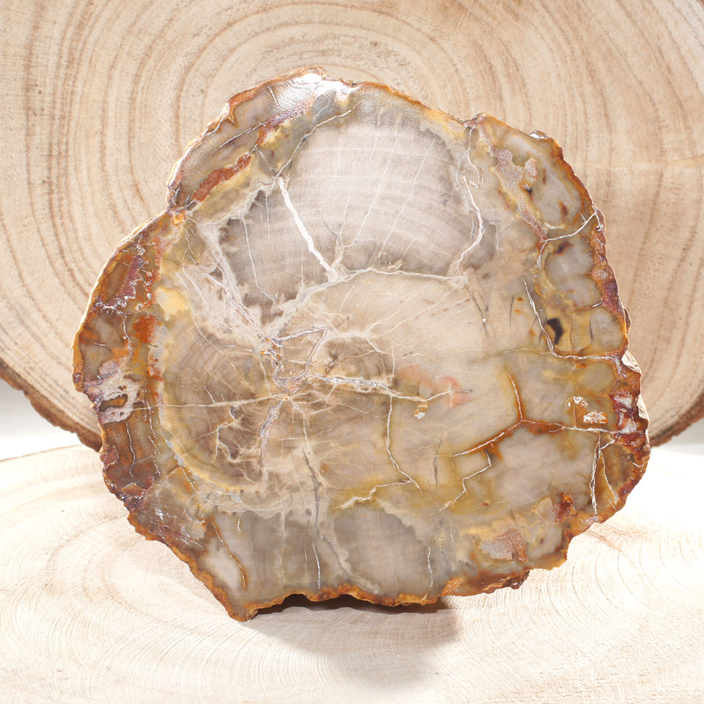 Pièce-Unique-en-Bois-Fossile-de-590g---1-Face-Polie-_-Origine-Madagascar-4
