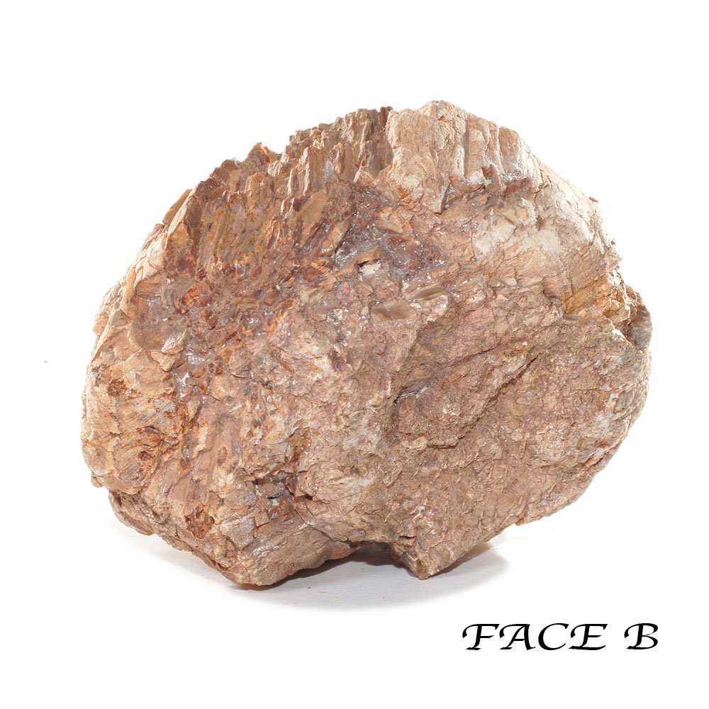 Pièce-Unique-en-Bois-Fossile-de-506g---1-Face-Polie-_-Origine-Madagascar-3