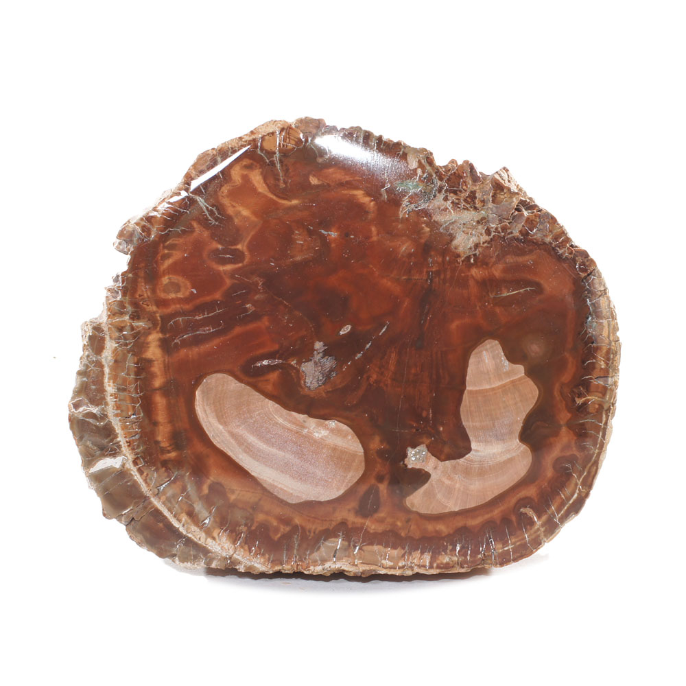 Pièce Unique en Bois Fossile de 506g - 1 Face Polie | Origine Madagascar