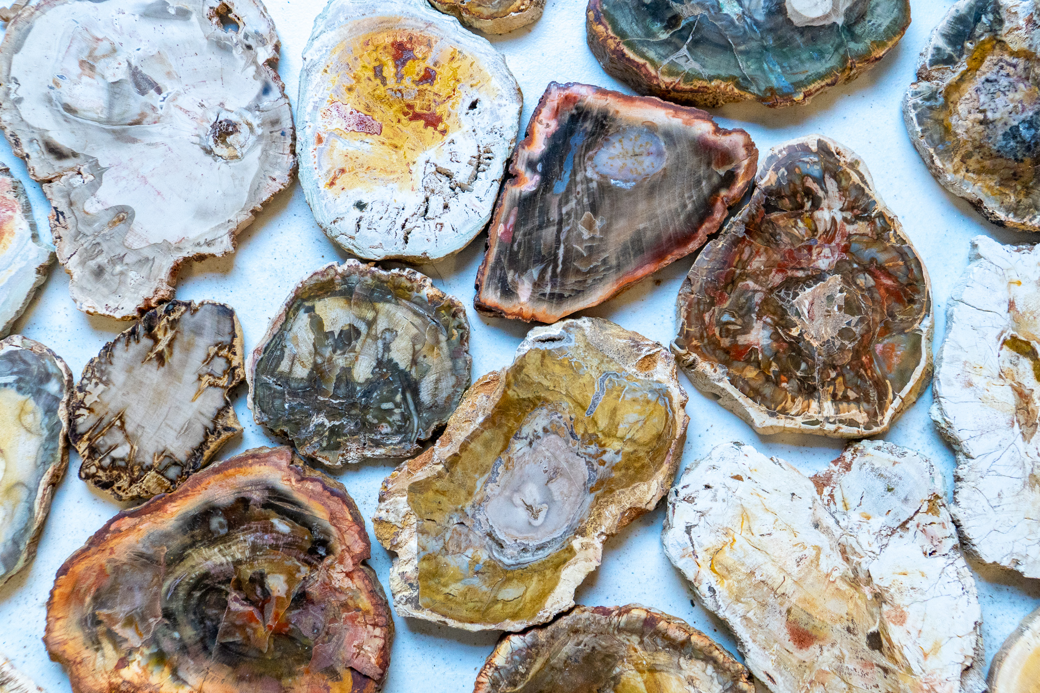 petrified wood slices