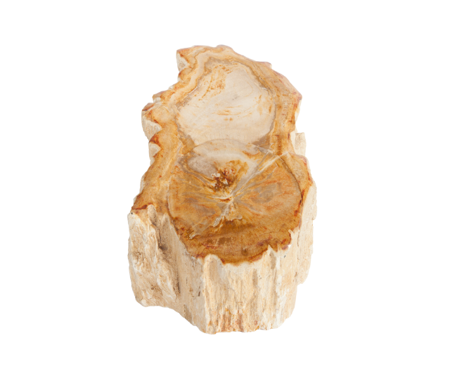 bois fossile