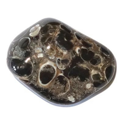 Agate fossile Turitelle pierre roulée de 25 à 35mm