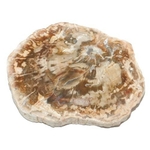 8133-tranche-polie-bois-fossile-bloc-entre-50-et-100-g