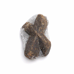 Pierre-de-croix-de-Russie-(Staurotide-ou-Staurolite)-de-15-à-25mm