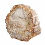 Pièce-Unique-en-Bois-Fossile-de-590g---1-Face-Polie-_-Origine-Madagascar-2