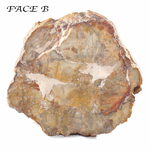 Pièce-Unique-en-Bois-Fossile-de-590g---1-Face-Polie-_-Origine-Madagascar-3
