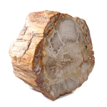 Pièce-Unique-en-Bois-Fossile-de-590g---1-Face-Polie-_-Origine-Madagascar-1